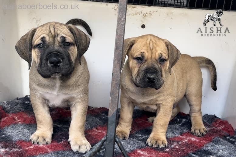 Hand delivering boerboel puppies to owners