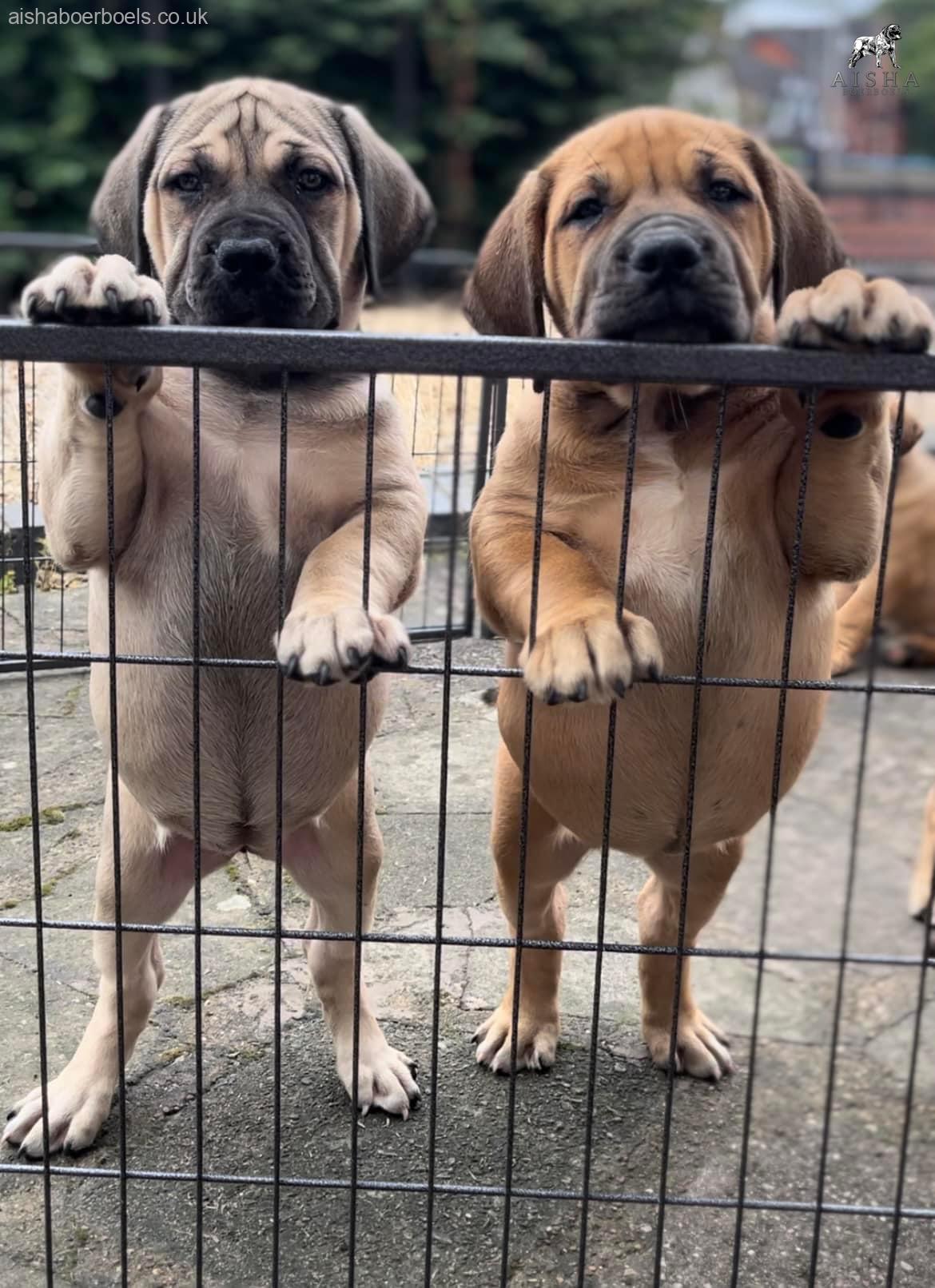Aisha El’Capitan (Rico) x Myrtle Jovi pups 9 weeks old – loving life
