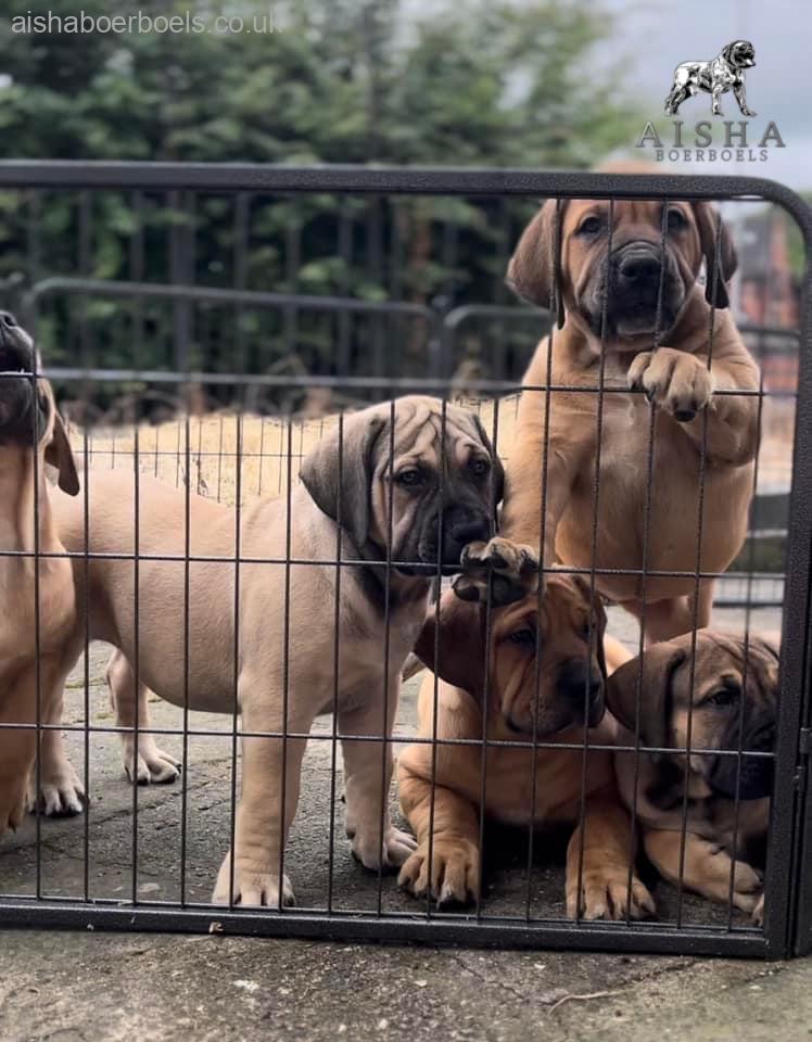 FOR SALE: Aisha El’Capitan (Rico) x Myrtle Jovi pups 11 weeks old