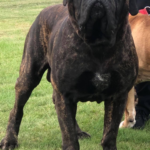 Sandaharr El Camino (Pablo)