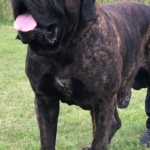 Sandaharr El Camino (Pablo)