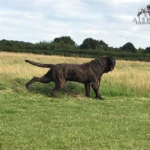 Sandaharr El Camino (Pablo)