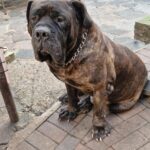 Sandaharr El Camino (Pablo)