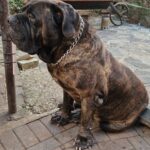 Sandaharr El Camino (Pablo)