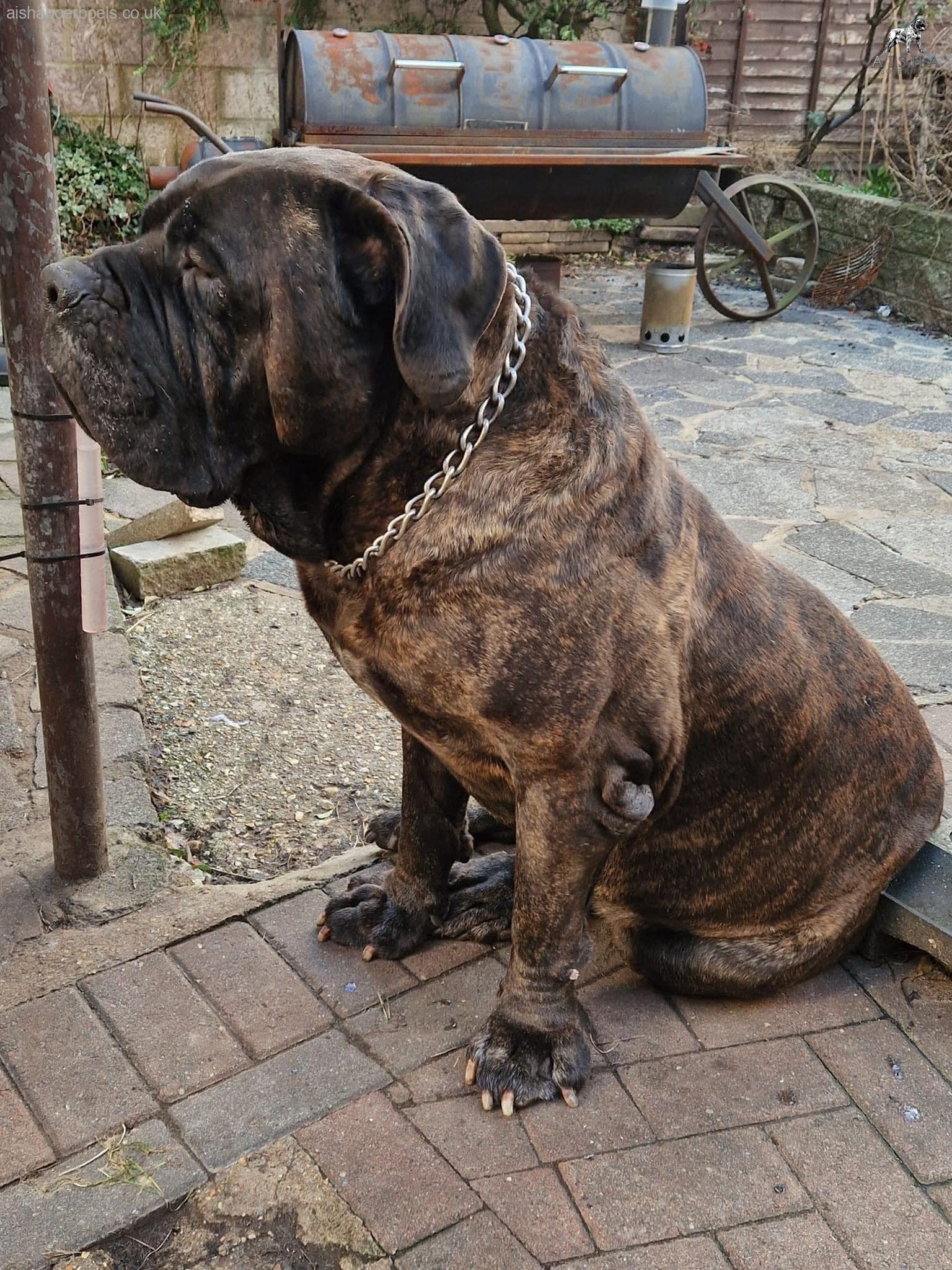 The OG will celebrate his 8th Birthday this year