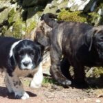 Sandaharr El Camino (Pablo)