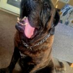 Sandaharr El Camino (Pablo)