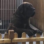 Sandaharr El Camino (Pablo)