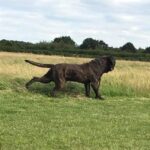 Sandaharr El Camino (Pablo)