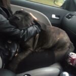 Sandaharr El Camino (Pablo)