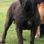 Sandaharr El Camino (Pablo)