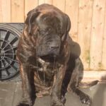 Sandaharr El Camino (Pablo)