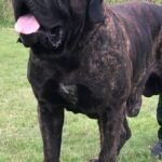 Sandaharr El Camino (Pablo)