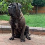 Sandaharr El Camino (Pablo)