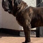 Sandaharr El Camino (Pablo)