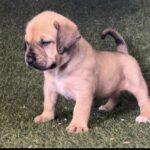 Teal Collar Female Boerboel pup For Sale 4 weeks old | Aisha Boerboels