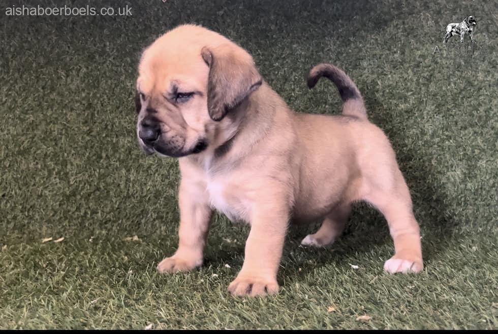 FOR SALE: 4 week old Female Boerboel Pup – Teal Collar