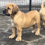 Miss. Teal collar female boerboel pup 9 weeks