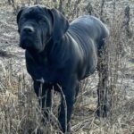 The Black Boerboel - Aisha Black Mamba (Monty)