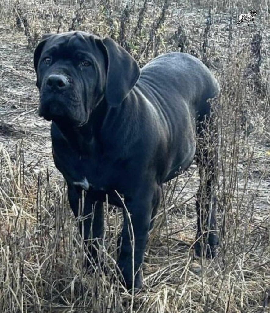 The Black Boerboel - Aisha Black Mamba (Monty)