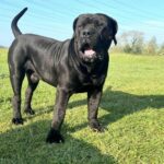 The Black Boerboel - Aisha Black Mamba (Monty)