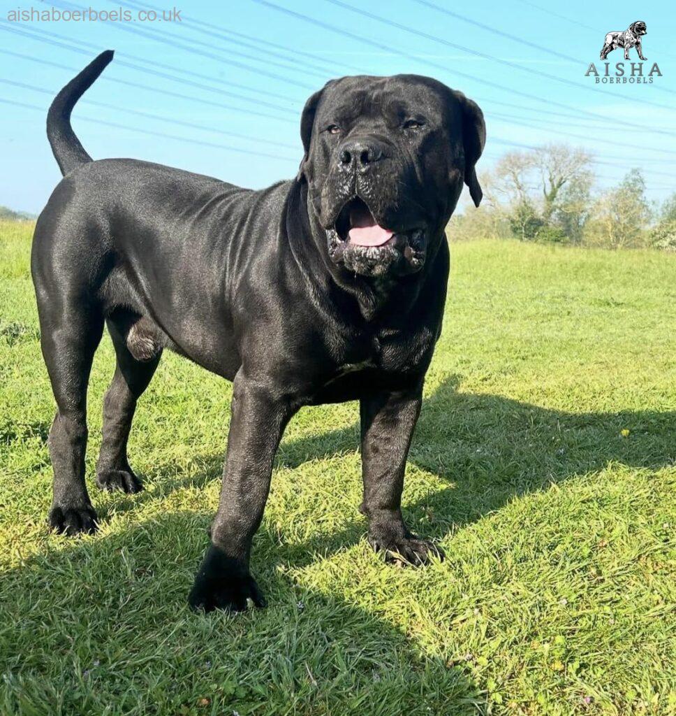 The Black Boerboel - Aisha Black Mamba (Monty)