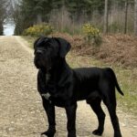 The Black Boerboel - Aisha Black Mamba (Monty)