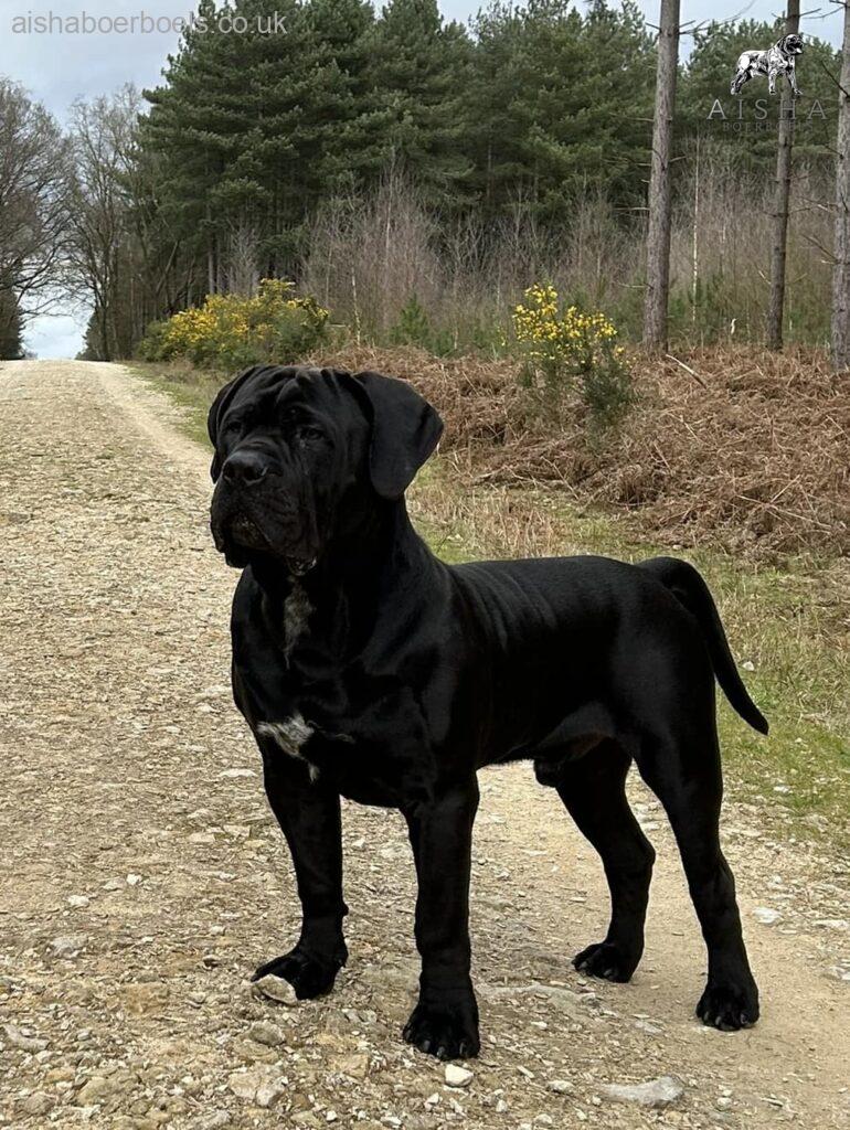 The Black Boerboel - Aisha Black Mamba (Monty)