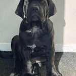 The Black Boerboel - Aisha Black Mamba (Monty)