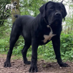 The Black Boerboel - KS Nevaeh