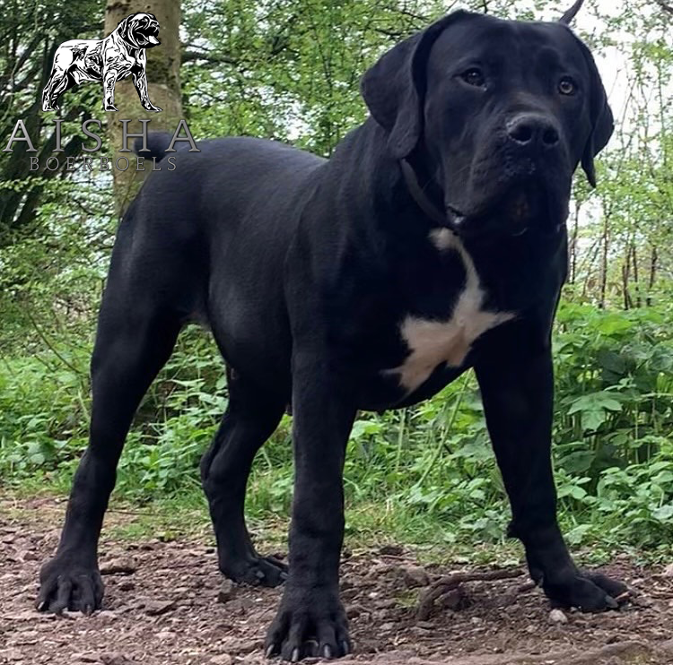 The Black Boerboel