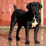 The Black Boerboel - KS Nevaeh