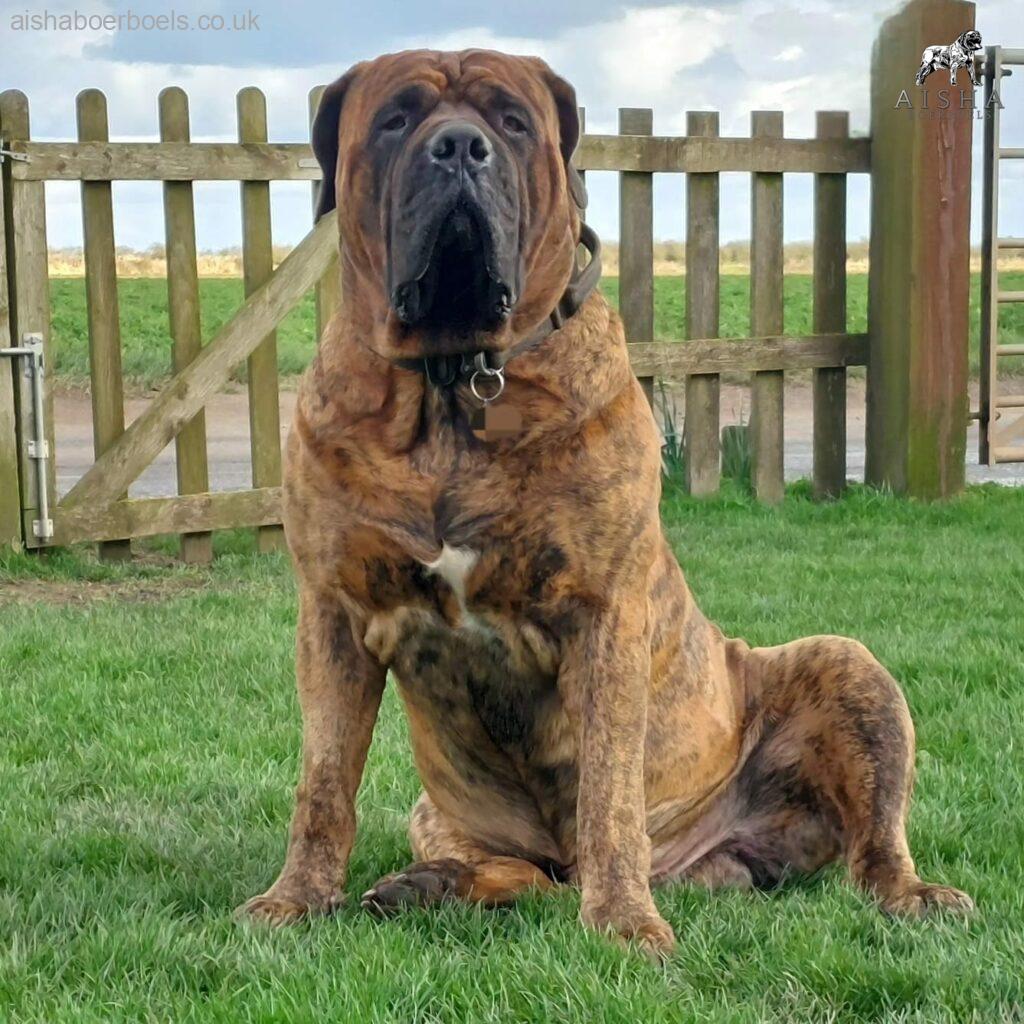 The Brindle Boerboel - Aisha Blaze