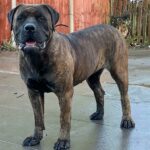 The Brindle Boerboel - Aisha Dakota (Dee)