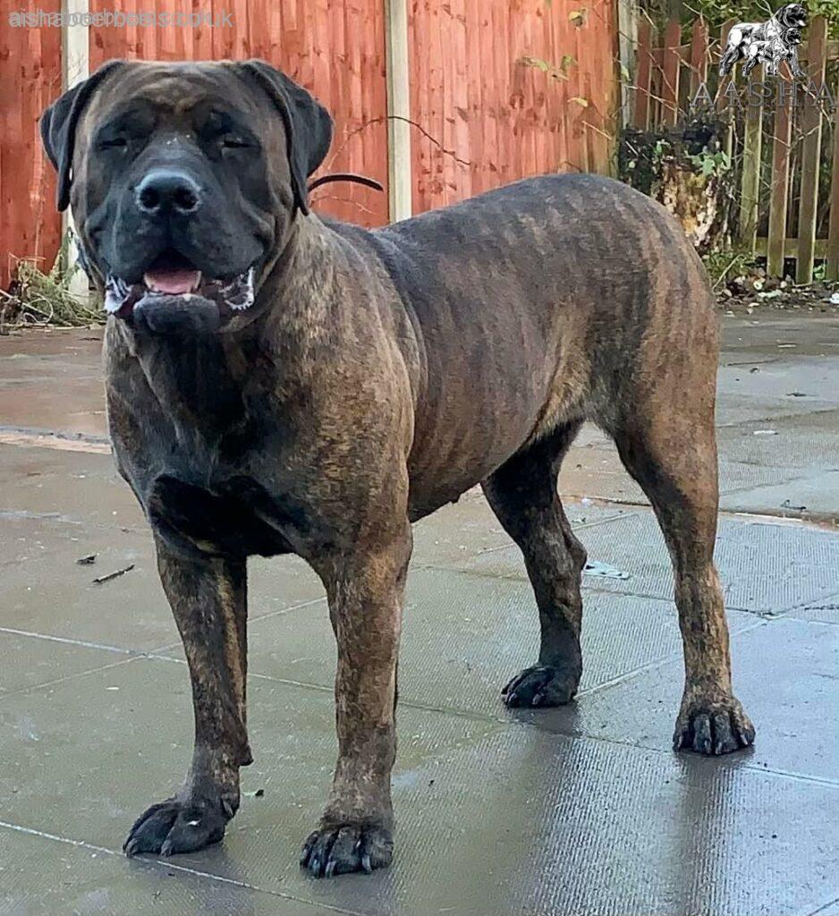 The Brindle Boerboel - Aisha Dakota (Dee)