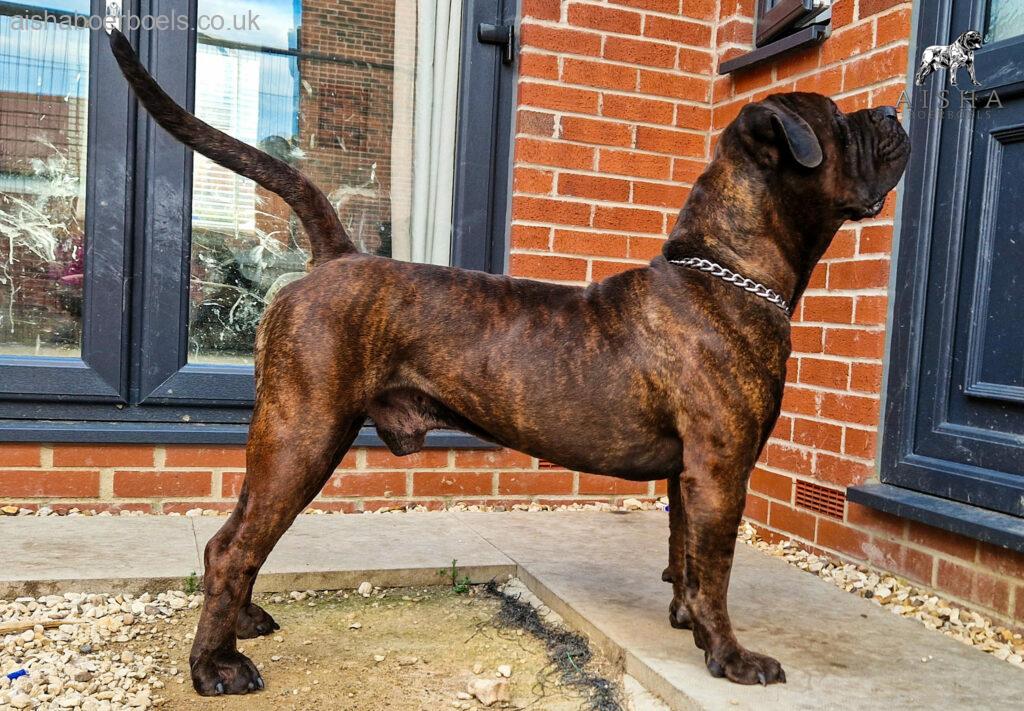 The Brindle Boerboel - Aisha General