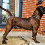 The Brindle Boerboel - Aisha General