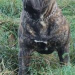 The Brindle Boerboel - Aisha Lincoln