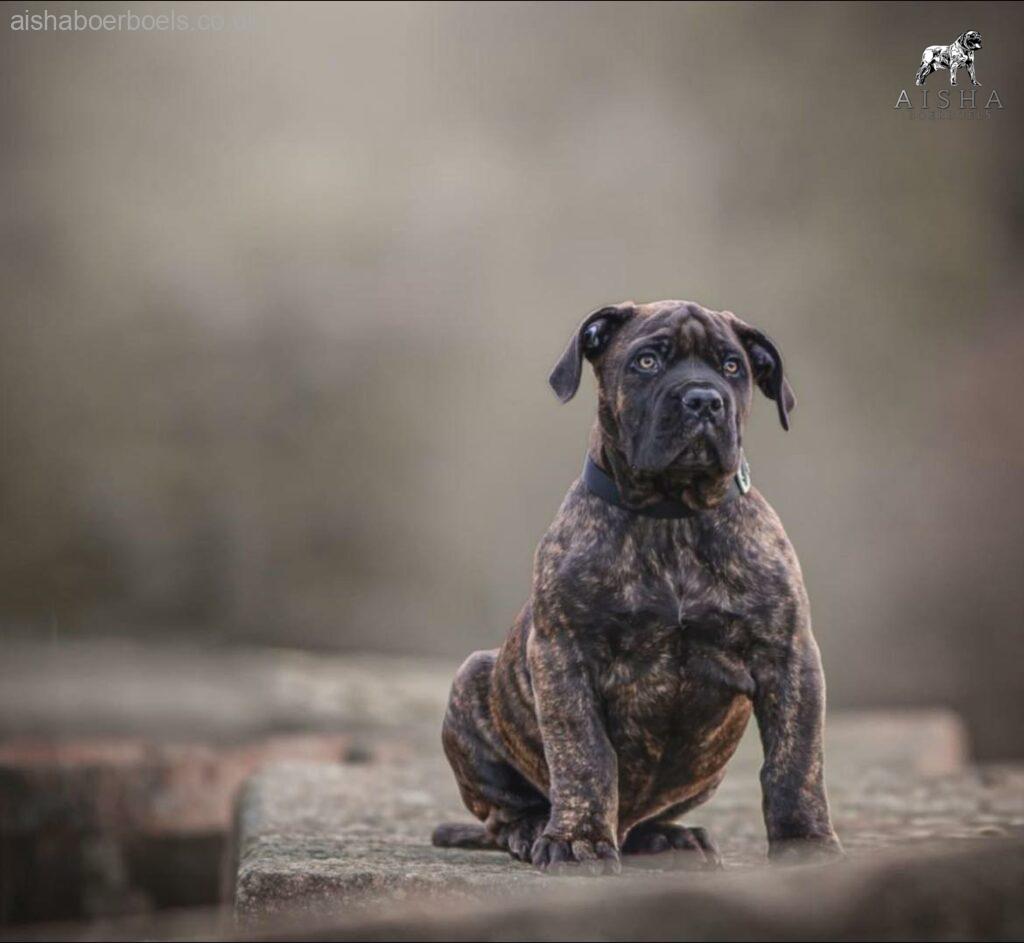 The Brindle Boerboel - Aisha Ronnie (Reggie)