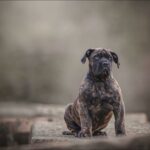 The Brindle Boerboel - Aisha Ronnie (Reggie)