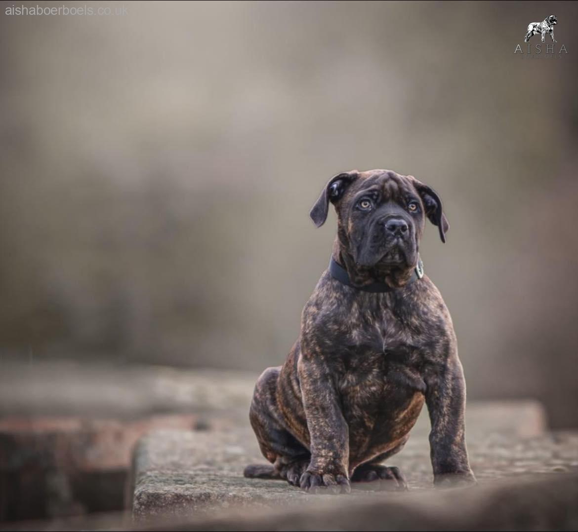 The Brindle Boerboel