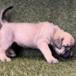 Yellow Collar Female Boerboel pup For Sale 4 weeks old | Aisha Boerboels