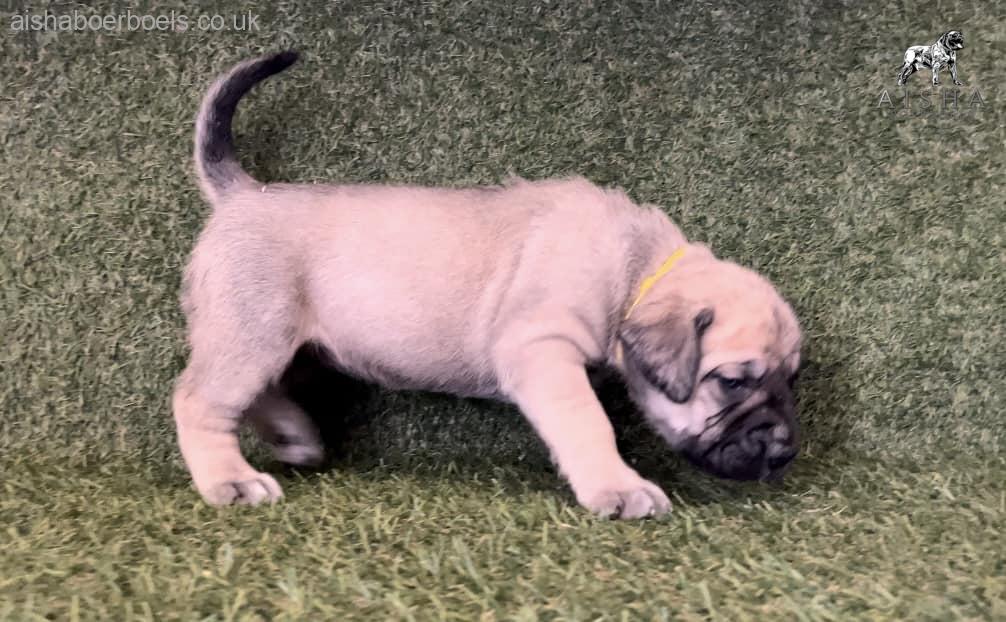 FOR SALE: 4 week old Female Boerboel Pup – Yellow Collar